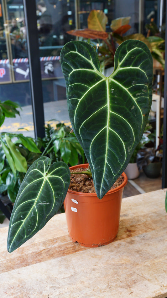 Anthurium Regale (XL)