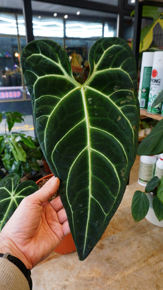 Anthurium Regale (XL)