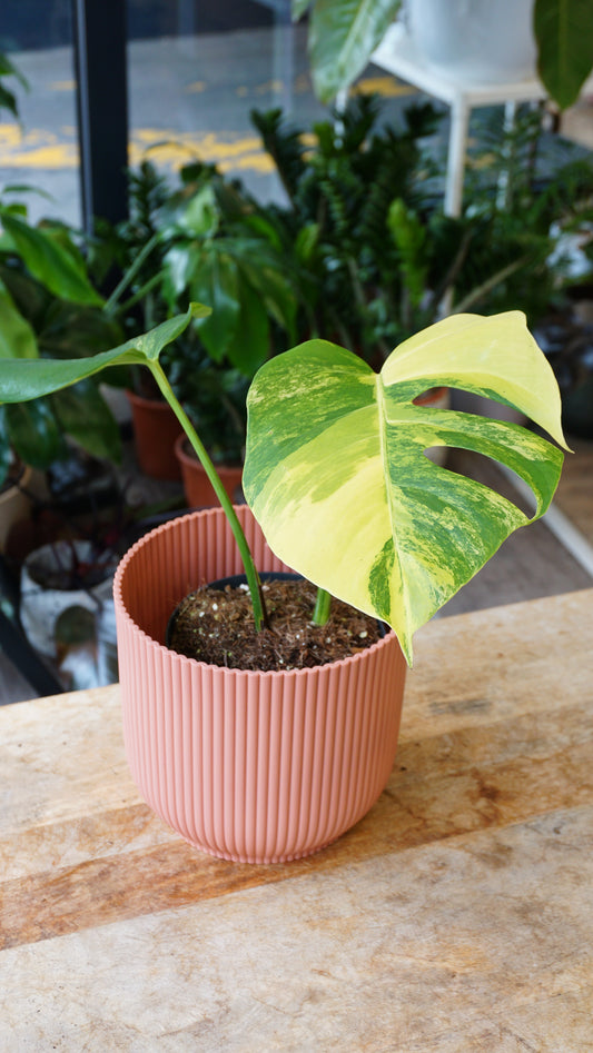 Monstera Aurea small form studio plantes rares jungle jardinerie strasbourg rare plant shop online pflanzen