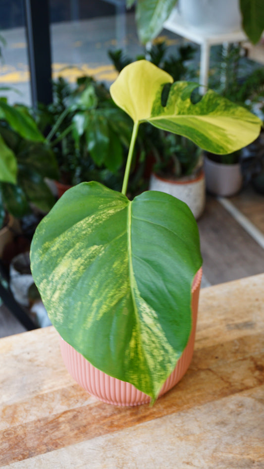 Monstera Aurea small form studio plantes rares jungle jardinerie strasbourg rare plant shop online pflanzen