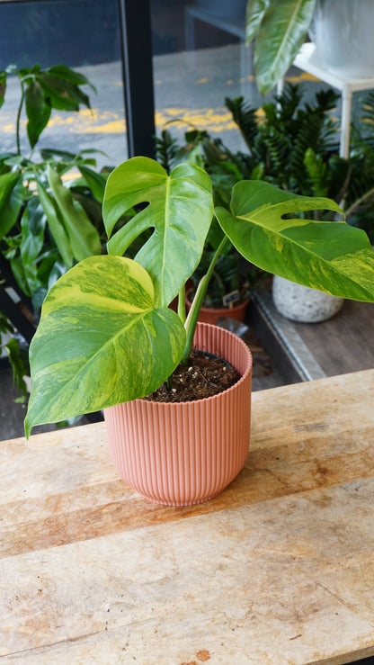 Monstera Aurea small form studio plantes rares jungle jardinerie strasbourg rare plant shop online pflanzen