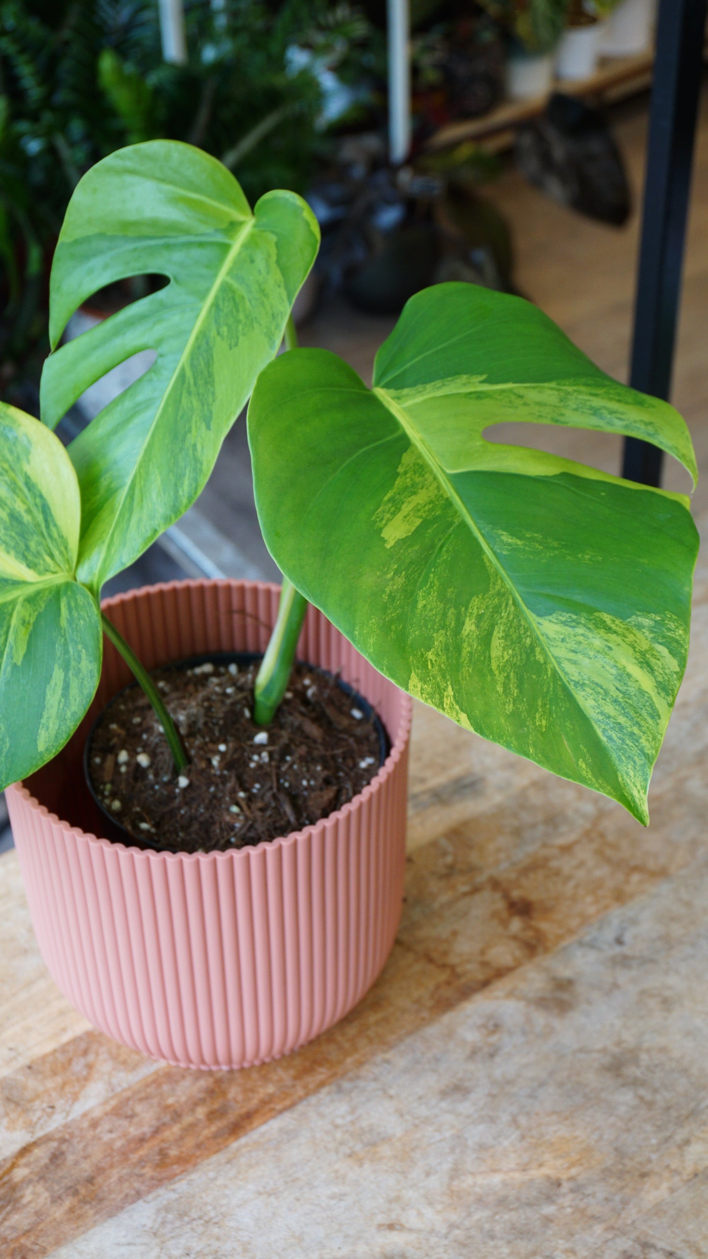 Monstera Aurea small form studio plantes rares jungle jardinerie strasbourg rare plant shop online pflanzen
