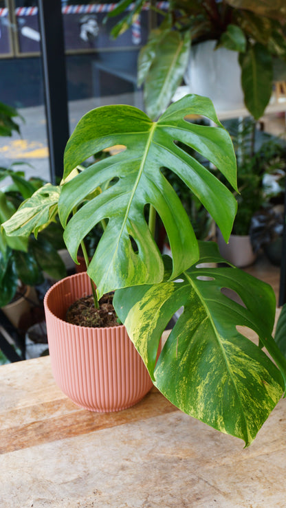 Monstera Aurea small form studio plantes rares jungle jardinerie strasbourg rare plant shop online pflanzen