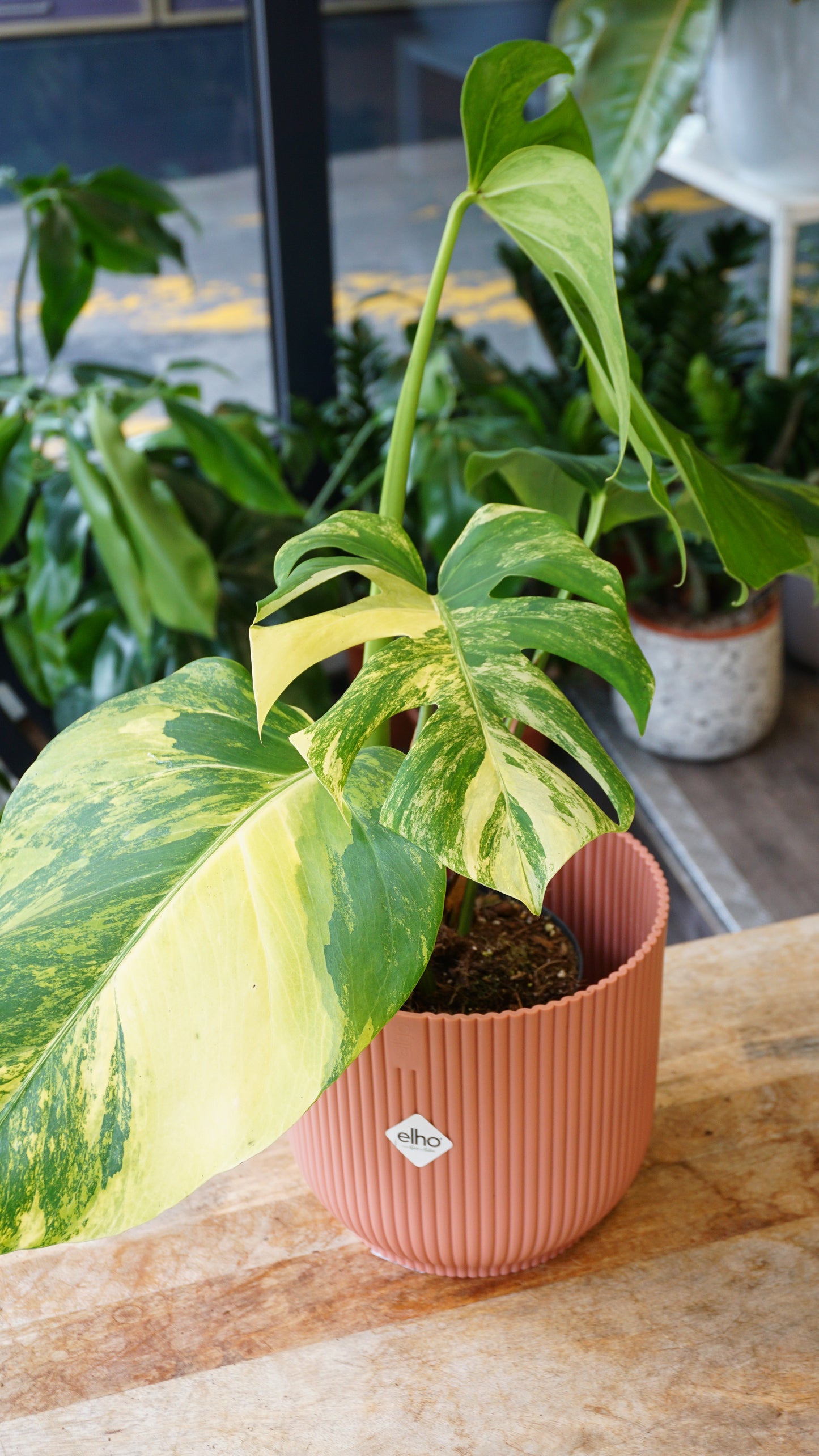 Monstera Aurea small form studio plantes rares jungle jardinerie strasbourg rare plant shop online pflanzen