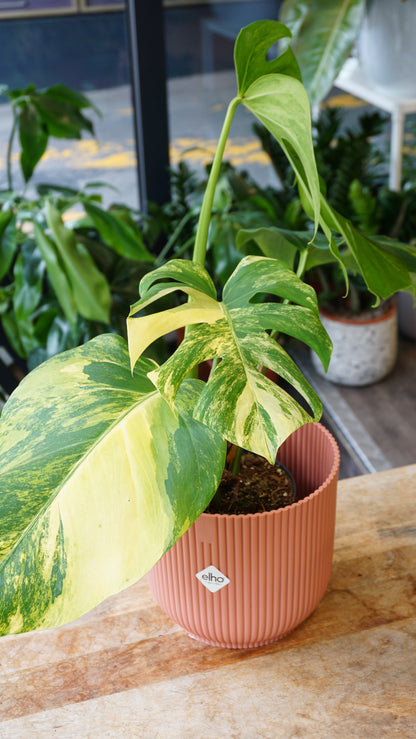 Monstera Aurea small form studio plantes rares jungle jardinerie strasbourg rare plant shop online pflanzen