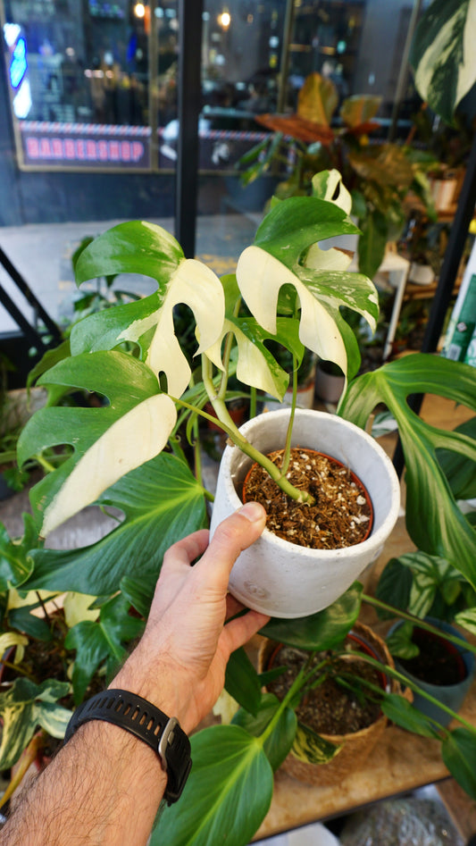 Rhaphidophora Tetrasperma Variegata - Monstera Minima Variegata