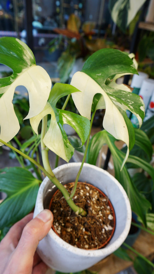 Rhaphidophora Tetrasperma Variegata - Monstera Minima Variegata