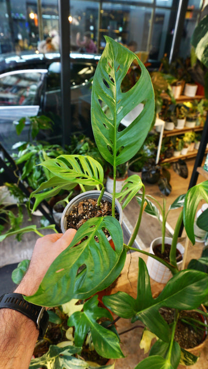Monstera Obliqua x Adansonii
