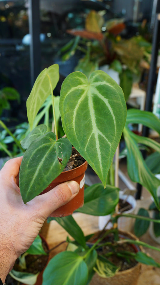 Anthurium Magnificum S