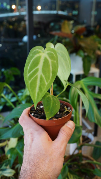 Anthurium Magnificum S