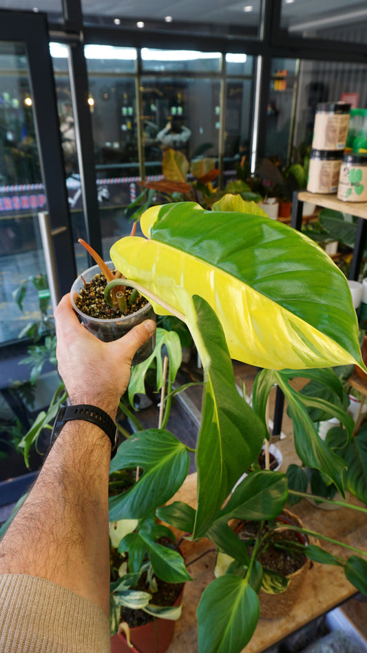 Philodendron Jungle Fever Variegata studio plantes rares jungle jardinerie strasbourg rare plant shop online pflanzen