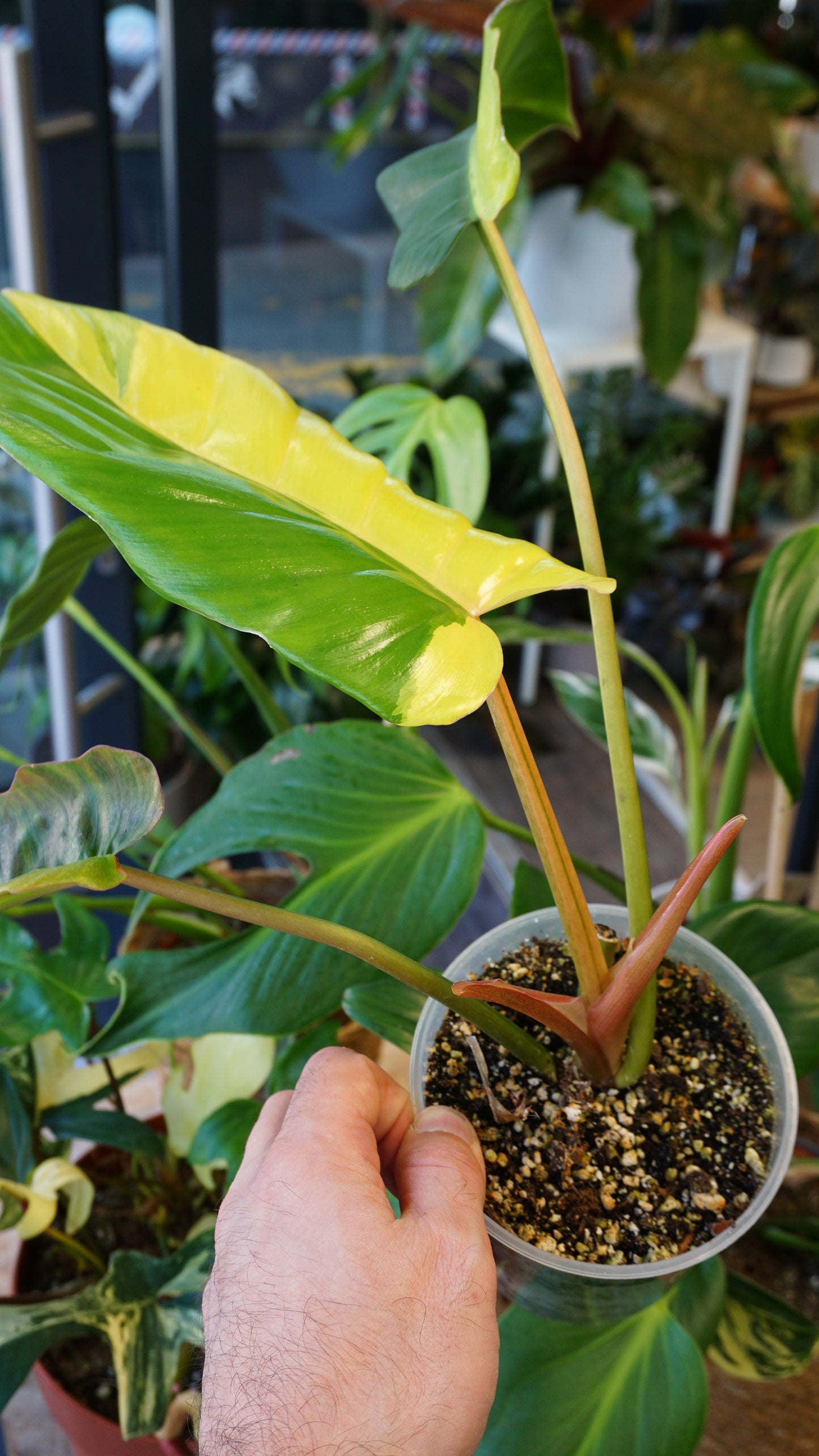 philodendron moonlight Philodendron moonlight variegated main image 1