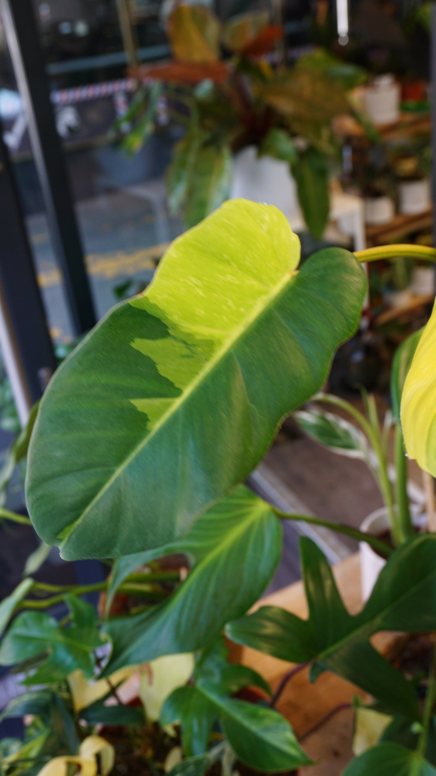 Philodendron Jungle Fever Variegata studio plantes rares jungle jardinerie strasbourg rare plant shop online pflanzen