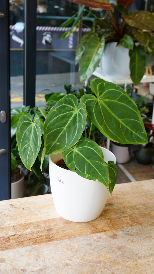 Anthurium 'Restless Dreamer' Batch