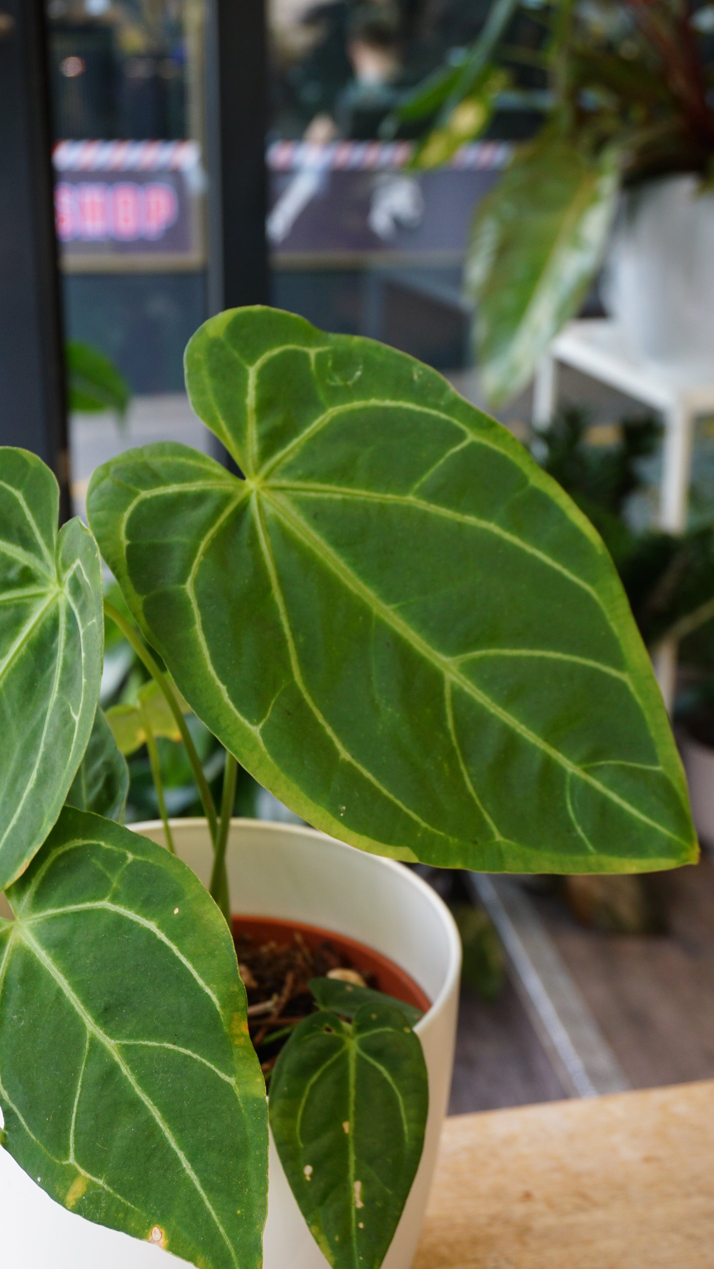 Anthurium 'Restless Dreamer' Batch