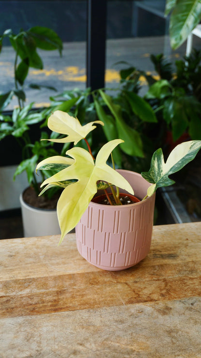 philodendron florida beauty studio plantes rares jungle jardinerie strasbourg rare plant shop online pflanzen