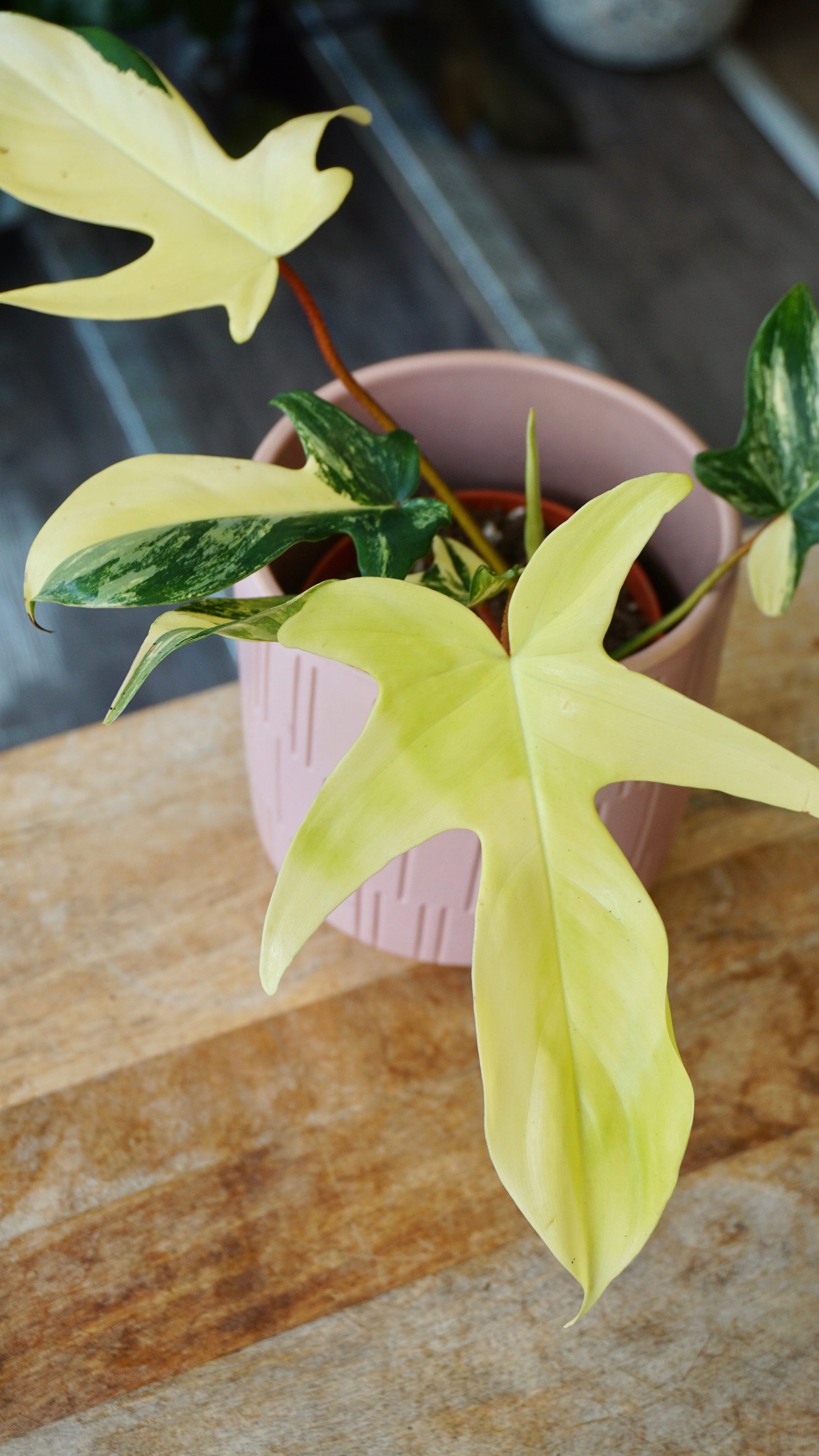 philodendron florida beauty studio plantes rares jungle jardinerie strasbourg rare plant shop online pflanzen