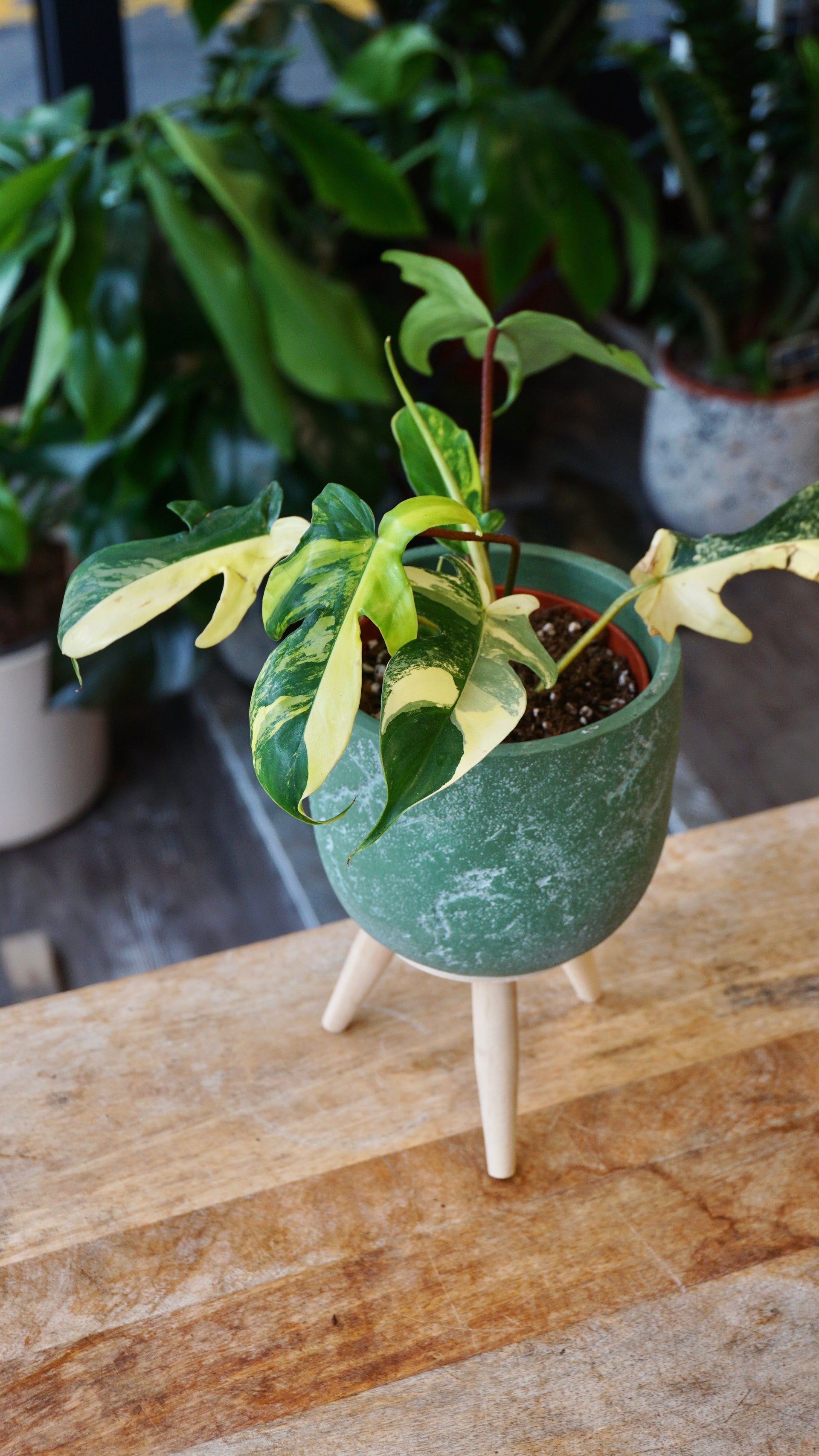 Philodendron Florida Beauty – Studio Plantes
