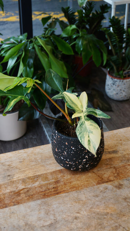 philodendron florida beauty studio plantes rares jungle jardinerie strasbourg rare plant shop online pflanzen