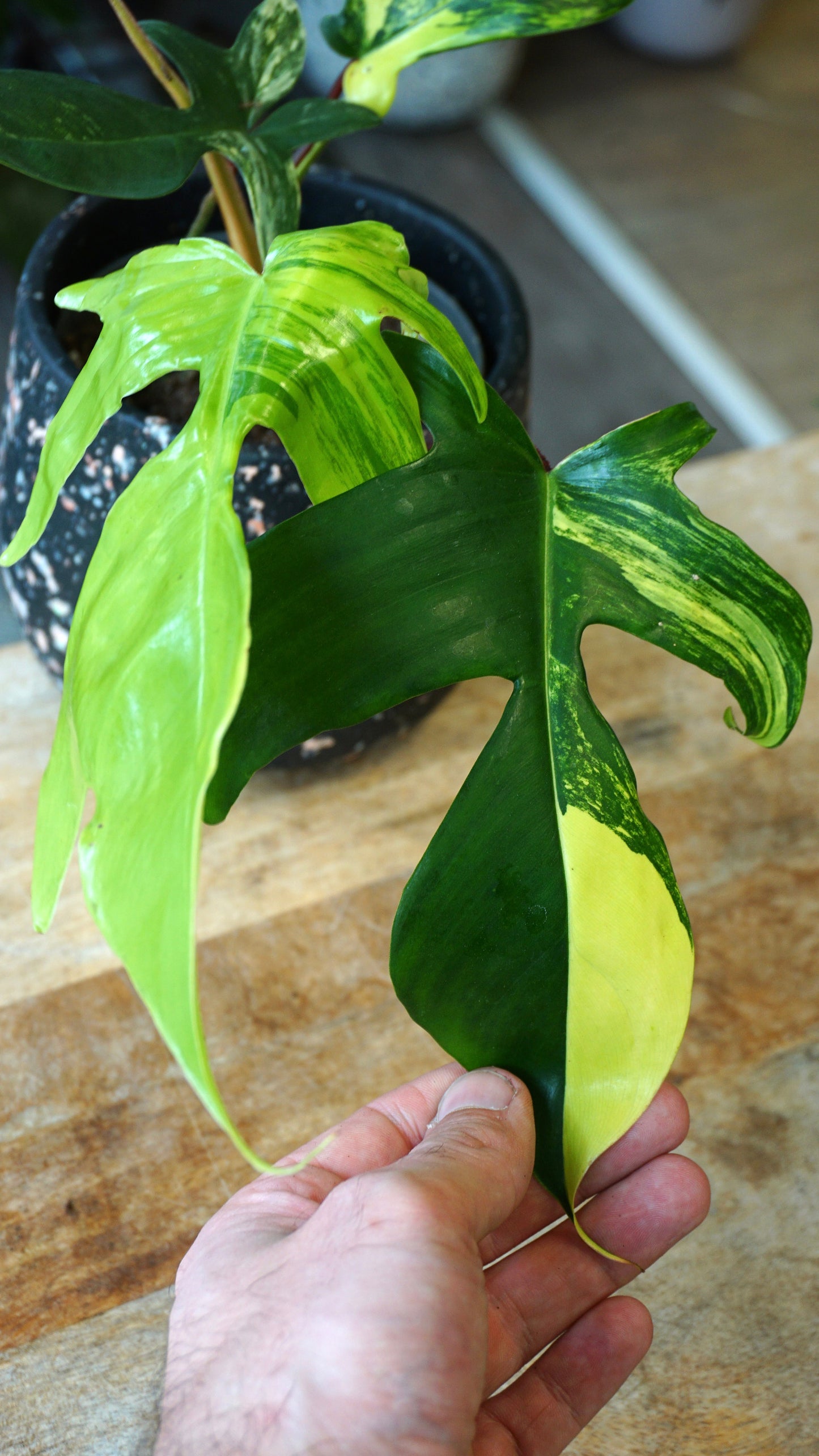 Philodendron Florida Schönheit