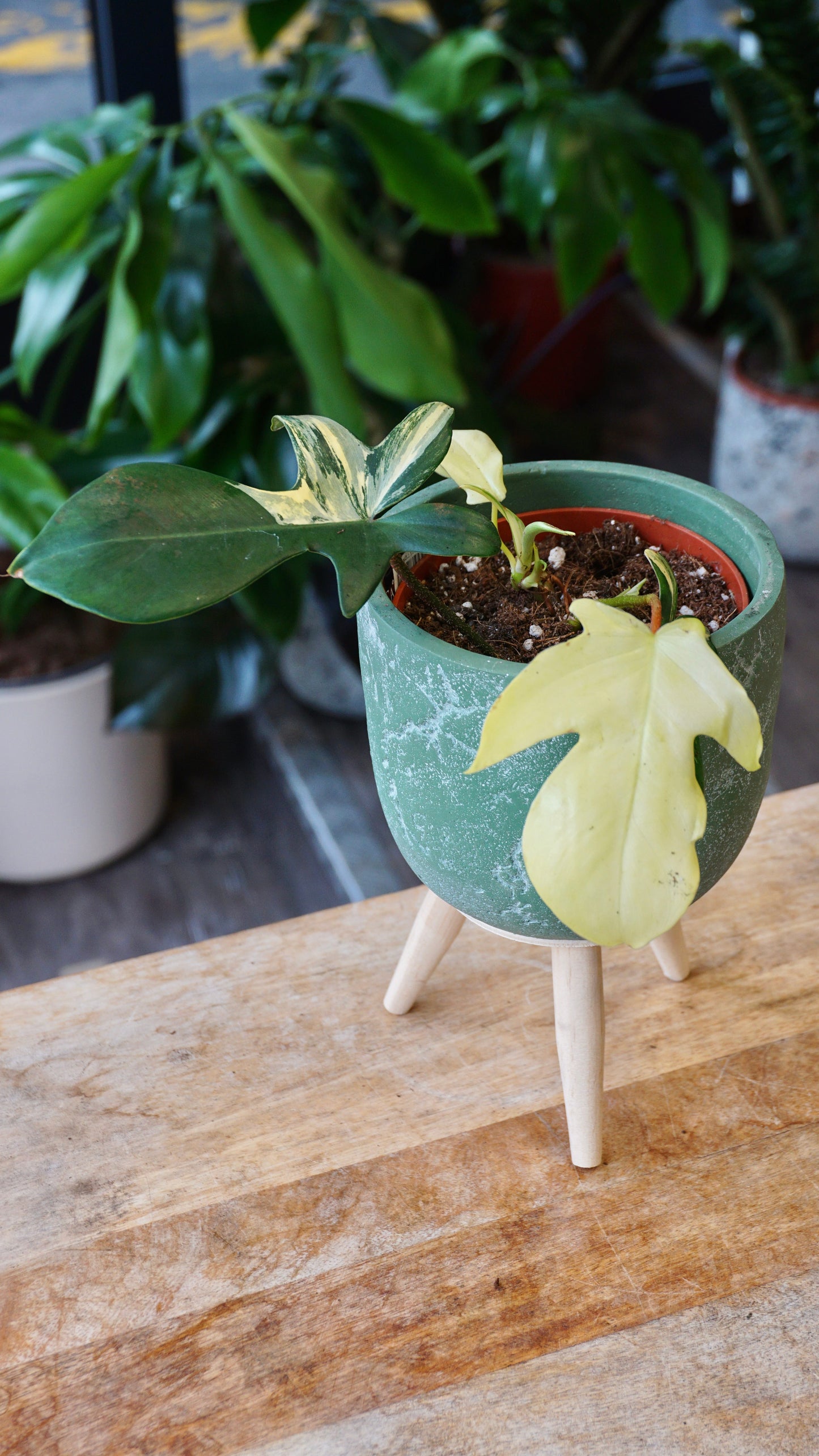 Philodendron Florida Schönheit