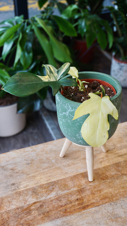 Philodendron Florida Schönheit