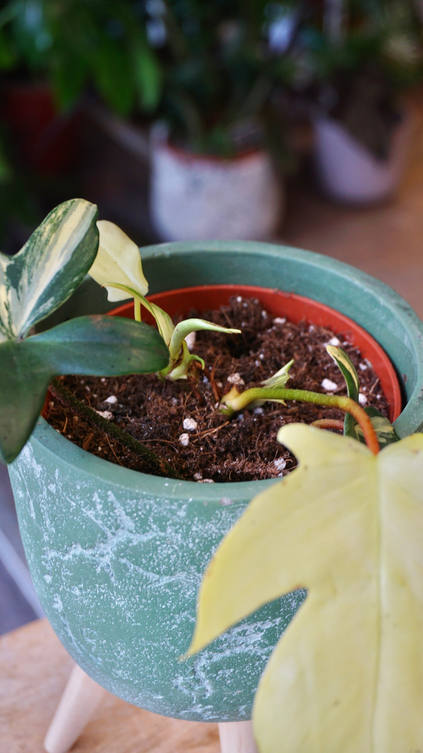 Philodendron Florida Schönheit