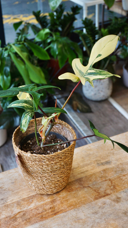 Philodendron Florida Schönheit