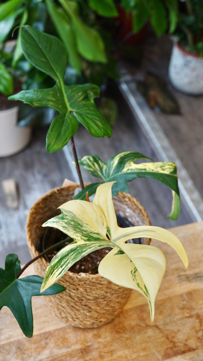 Philodendron Florida Schönheit