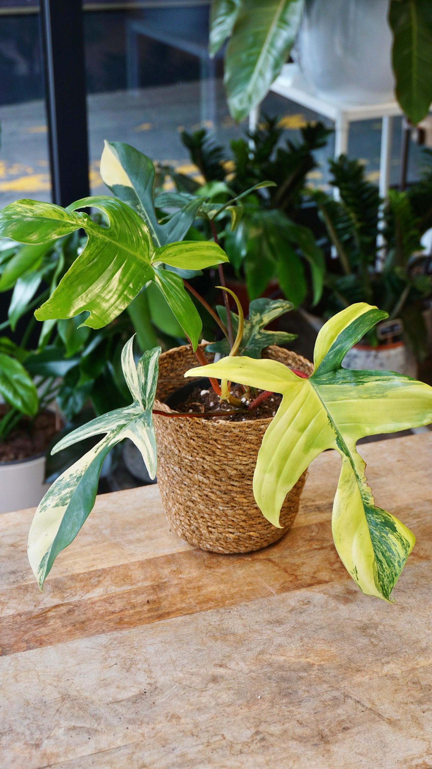 Philodendron Florida Schönheit
