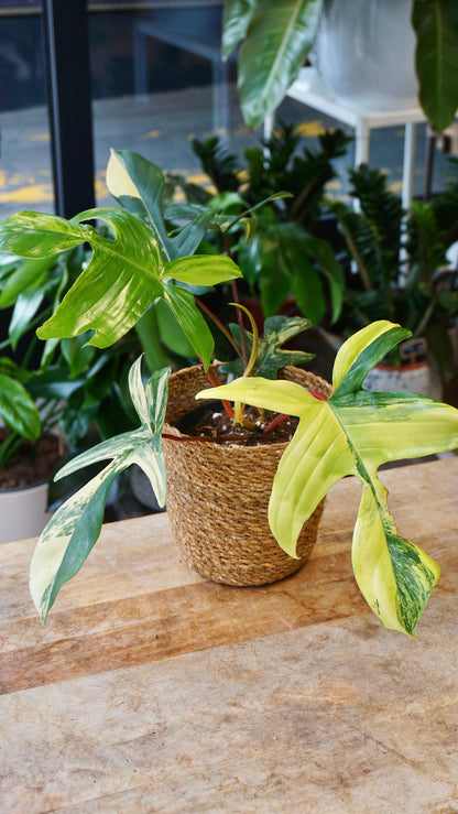 Philodendron Florida Schönheit