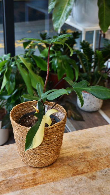 Philodendron Florida Schönheit