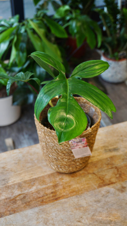 Philodendron Florida Schönheit