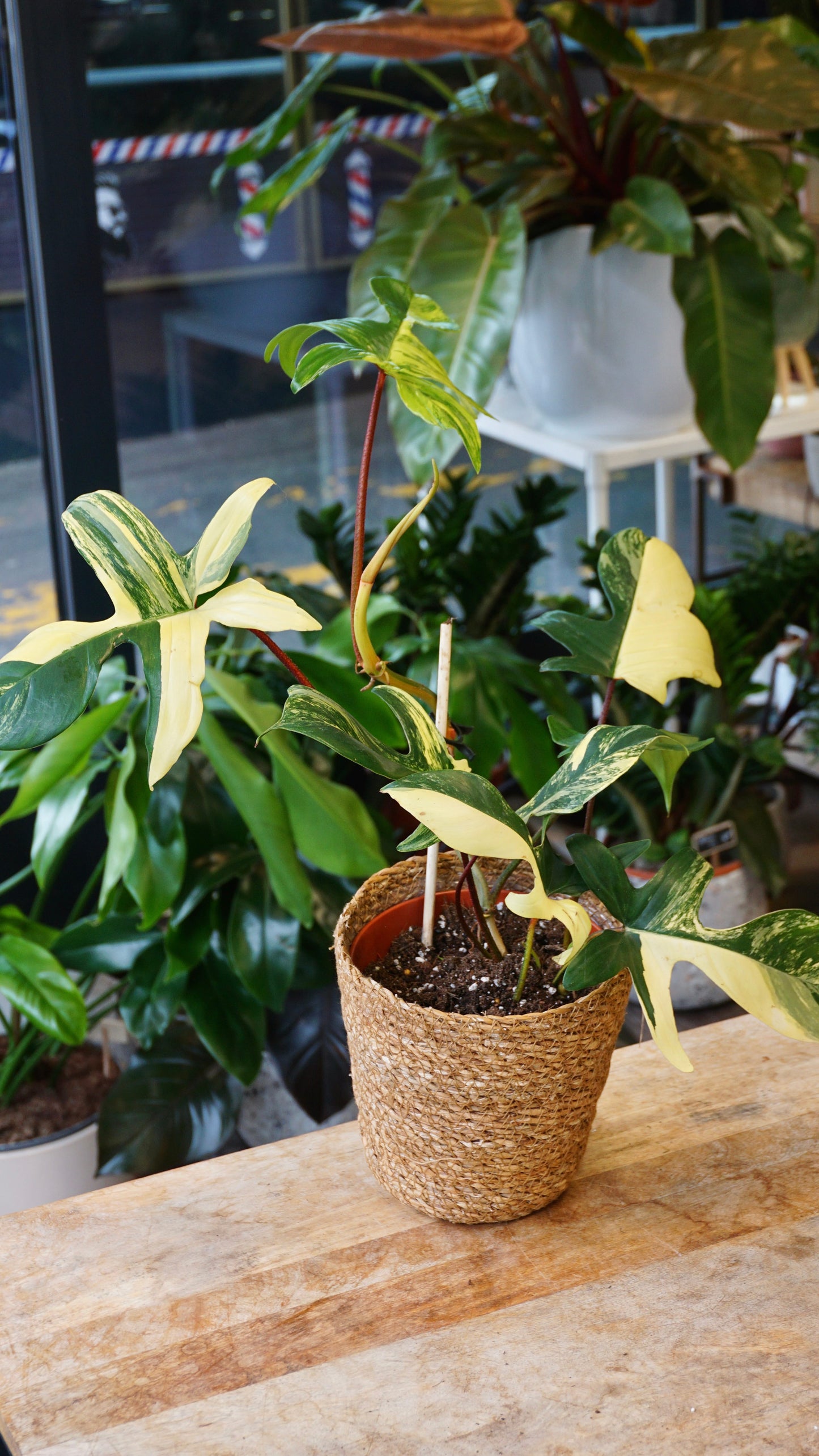 Philodendron Florida Schönheit