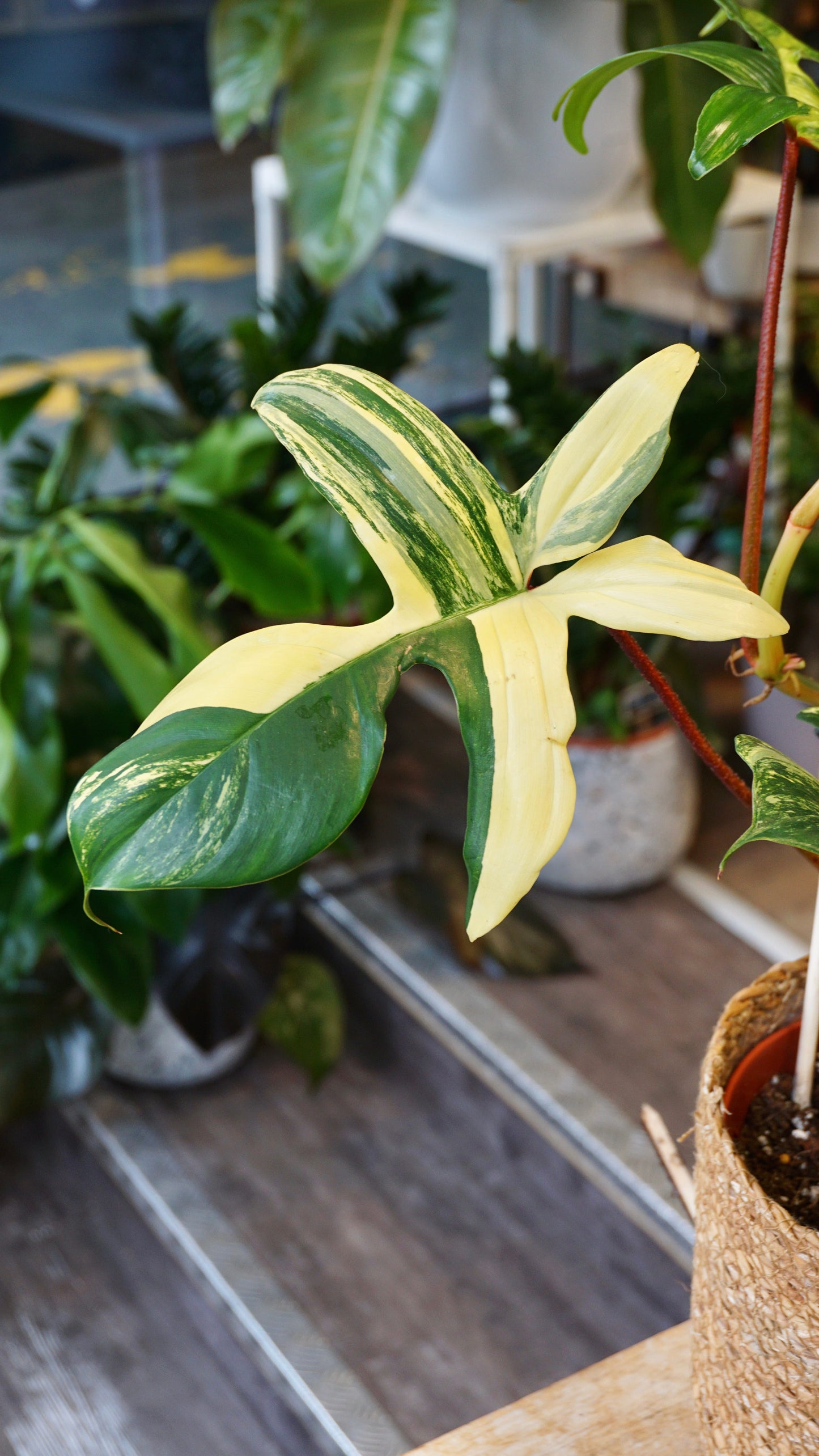 Philodendron Florida Schönheit