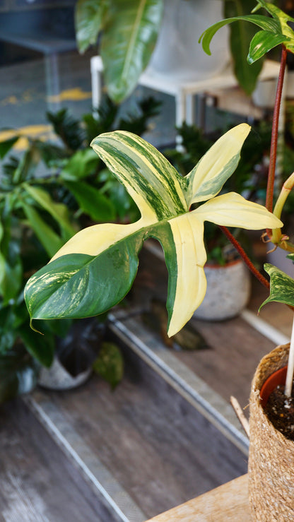 Philodendron Florida Schönheit