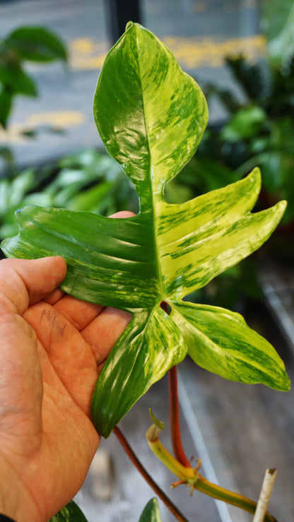 Philodendron Florida Schönheit
