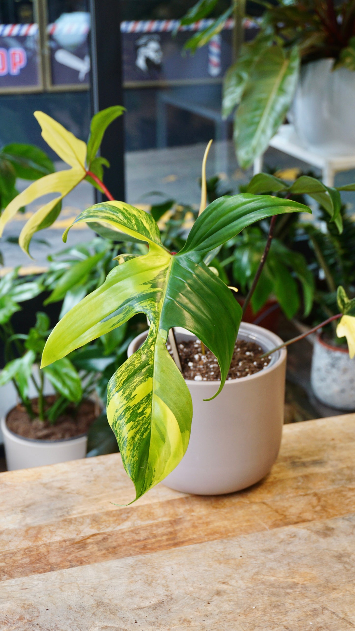 Philodendron Florida Schönheit