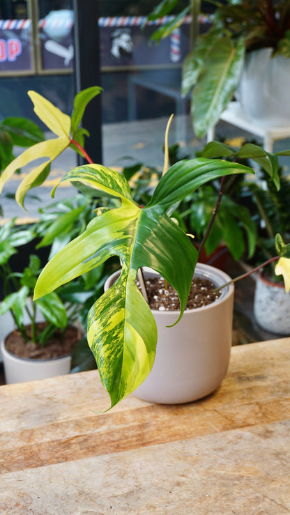 Philodendron Florida Schönheit