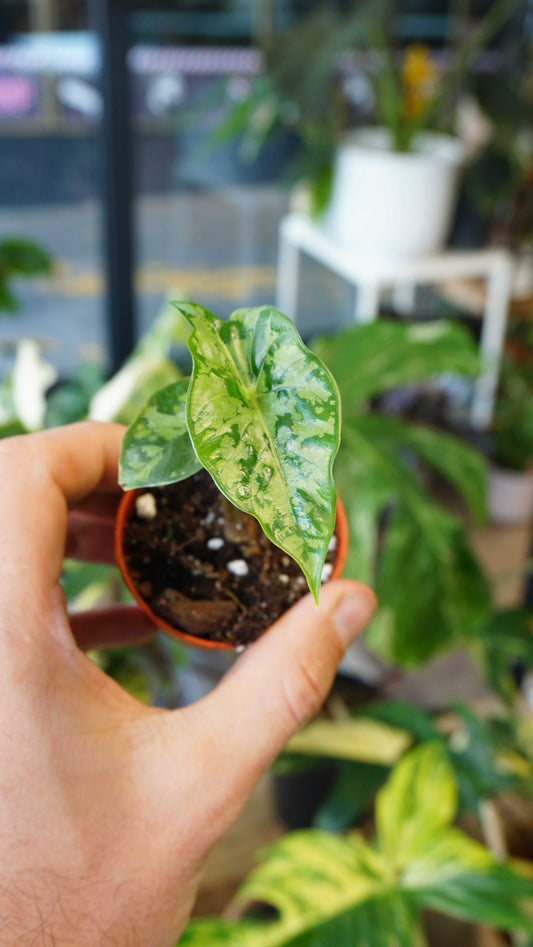 Alocasia Shattered Glass chartered glace studio plantes rares jungle jardinerie strasbourg rare plant shop online pflanzen