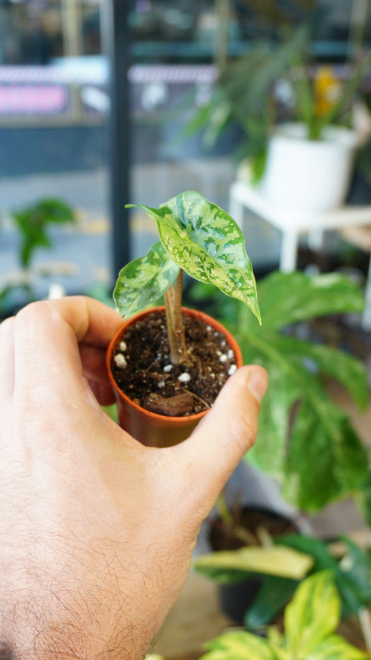 Alocasia Shattered Glass chartered glace studio plantes rares jungle jardinerie strasbourg rare plant shop online pflanzen