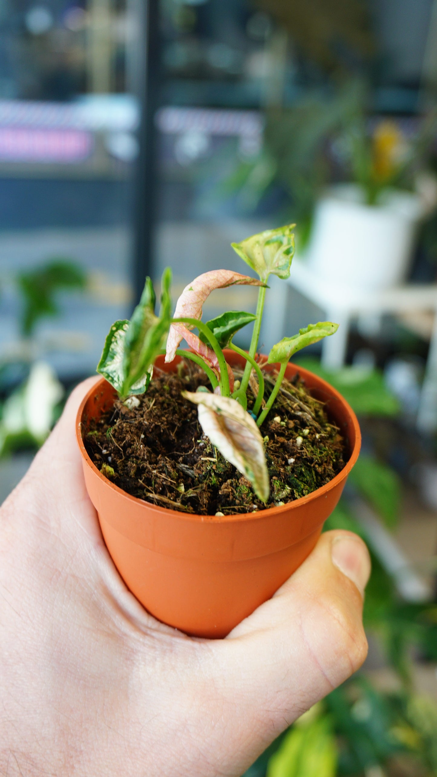 Syngonium Godzilla Pink studio plantes rares jungle jardinerie strasbourg rare plant shop online pflanzen