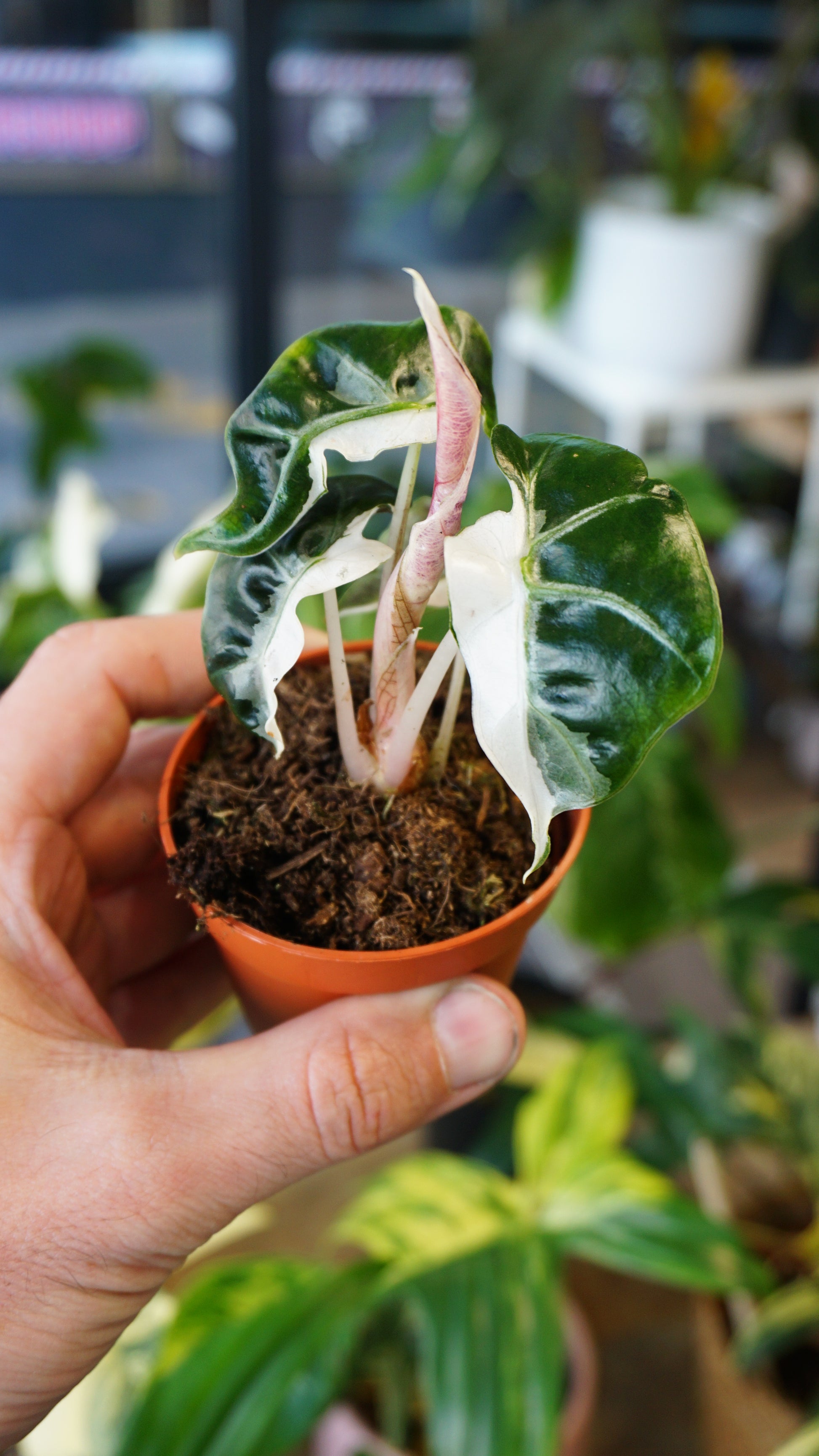 Alocasia Polly Pink Lava studio plantes rares jungle jardinerie strasbourg rare plant shop online pflanzen
