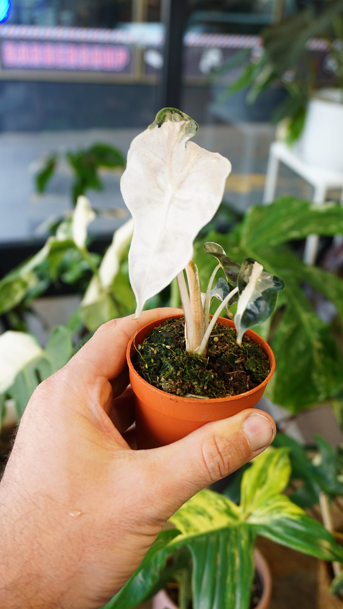 Alocasia Polly Pink Lava studio plantes rares jungle jardinerie strasbourg rare plant shop online pflanzen