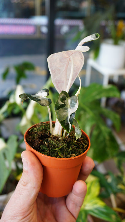 Alocasia Polly Pink Lava studio plantes rares jungle jardinerie strasbourg rare plant shop online pflanzen
