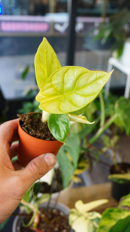 Alocasia Dragon scale Gold Lime studio plantes rares jungle jardinerie strasbourg rare plant shop online pflanzen