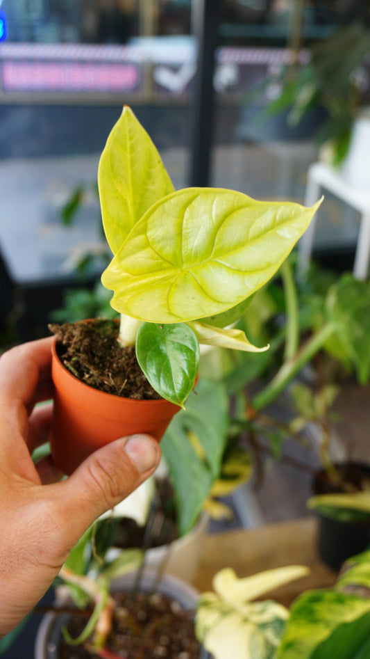 Alocasia Dragon scale Gold Lime studio plantes rares jungle jardinerie strasbourg rare plant shop online pflanzen
