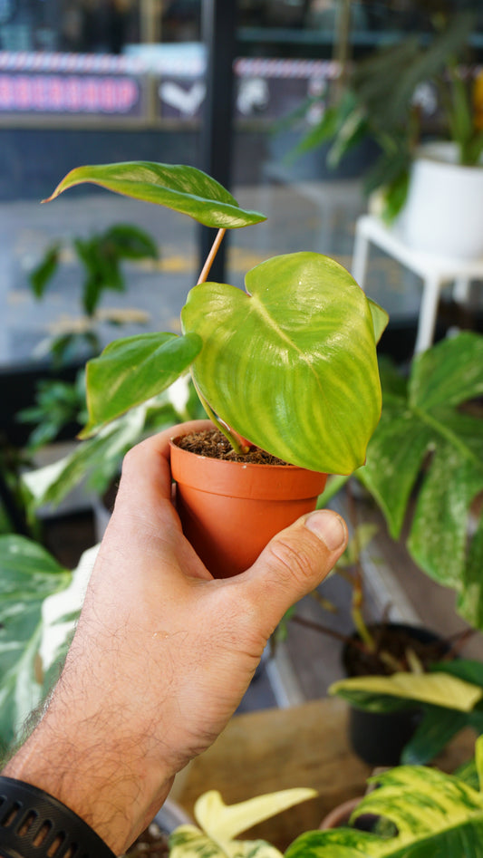 Philodendron Billietiae x Pastazanum