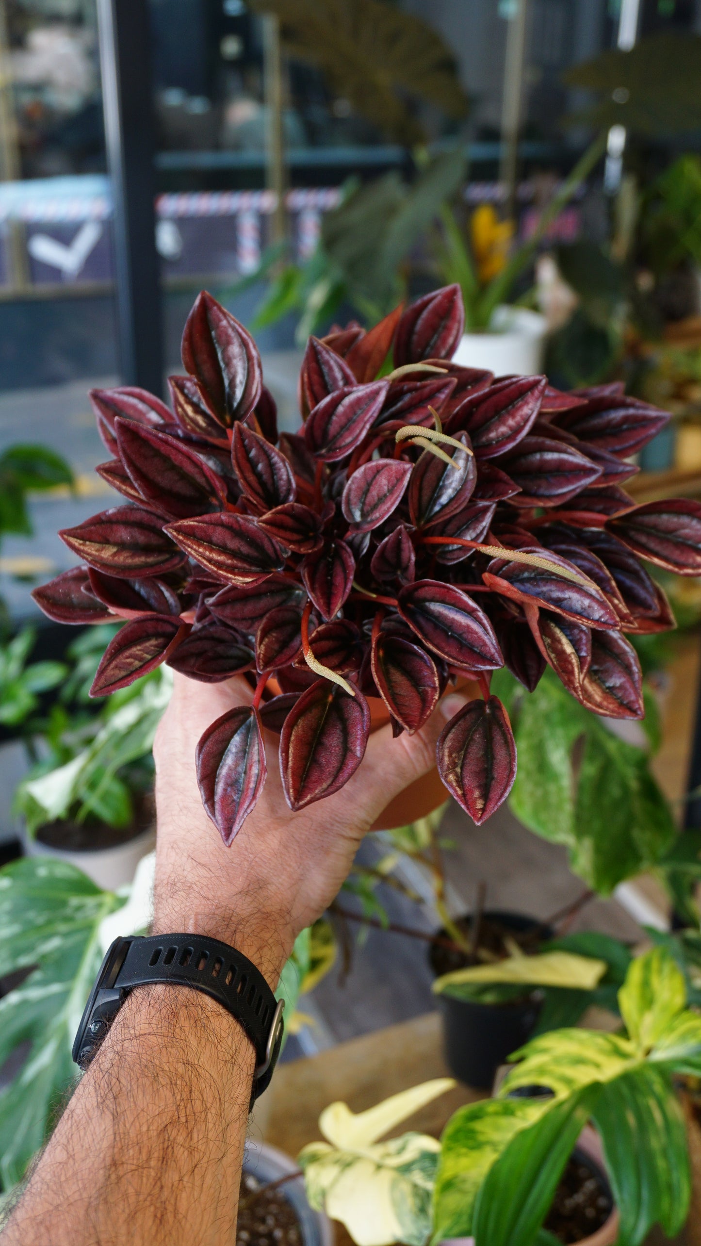 Peperomia Caperata Cayenne studio plantes rares jungle jardinerie strasbourg rare plant shop online pflanzen