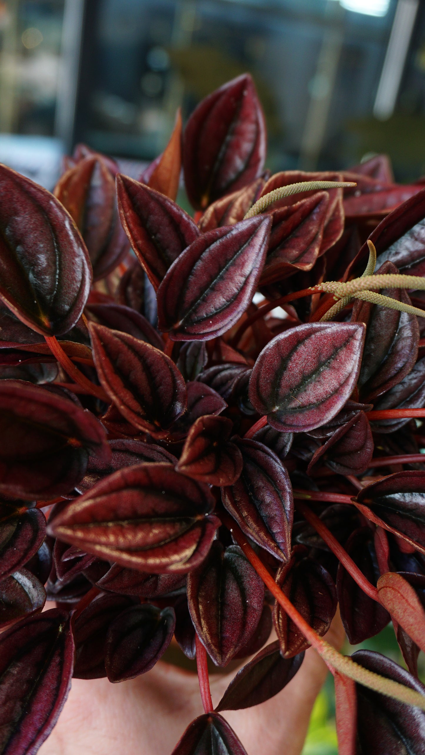 Peperomia Caperata Cayenne studio plantes rares jungle jardinerie strasbourg rare plant shop online pflanzen